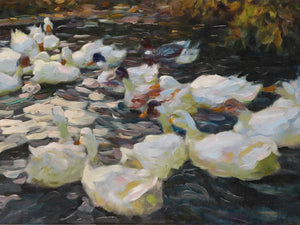 Zwanen in rustige vijver