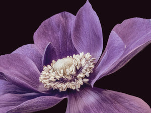 Vibrant paarse bloem met zachte tinten