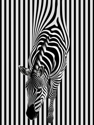 Zwart-witte zebra kunstprint