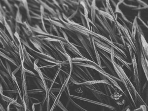 Zwart-wit foto van gras