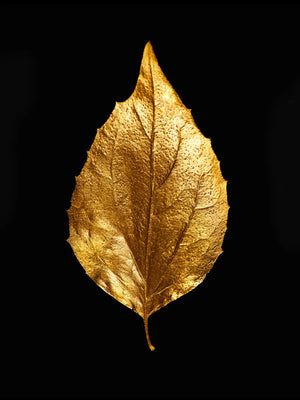 Elegant gouden blad op zwart