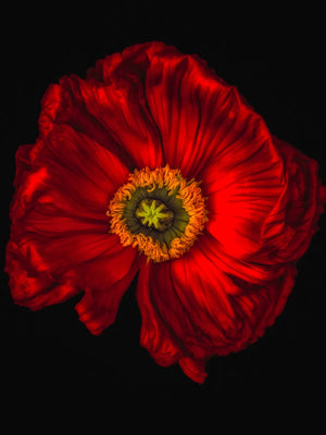 Bloem met opvallende details