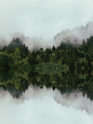 Boslandschap met mistige sfeer