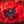 Close-up van levendige papaver