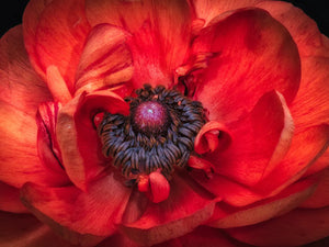 Close-up van levendige papaver