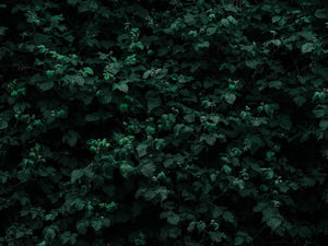 Dichte flora met takken