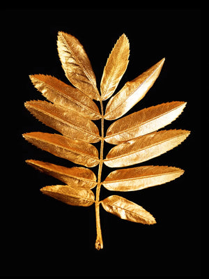 Elegante gouden bladeren afbeelding