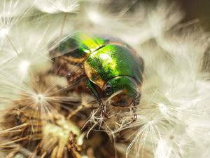 Macrobeeld van insect in natuur