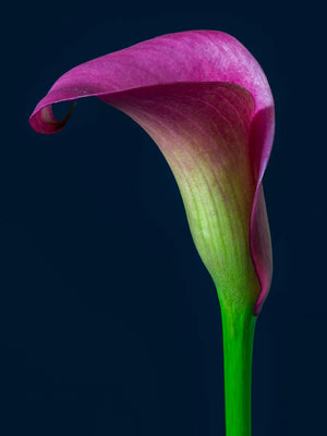 Elegante bloeivorm op zwart