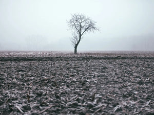 Winterse landschapsprint met boom