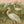Vogels in hun natuurlijke habitat