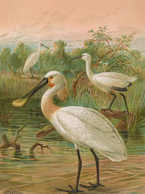 Vogels in hun natuurlijke habitat