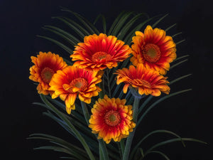 Kleurrijke bloemen op zwart