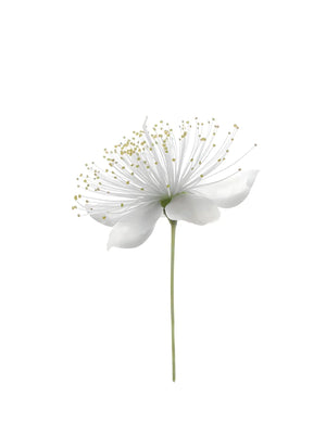 Minimalistische bloemafbeelding voor interieur