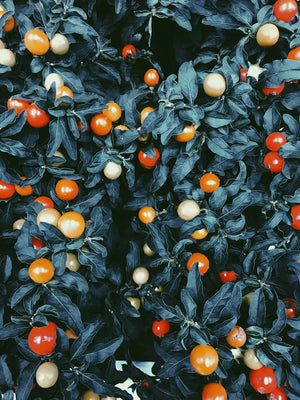 Vibrante bessen op groene achtergrond